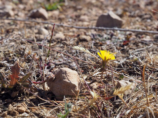 Yellow flower grows among stones and dried soil