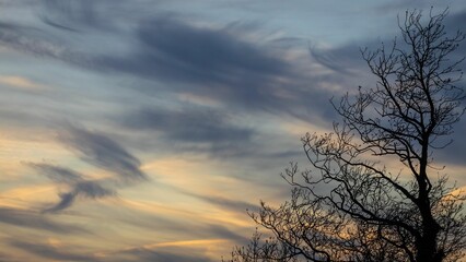 Fototapeta na wymiar Beautiful sunset over the silhouette of a tree.