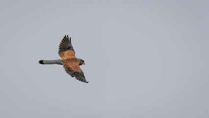 Common kestrel bird flying against a gray sky.