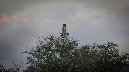 Hawk flying over the trees against a cloudy sky.
