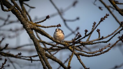 Long-tailed tit bird perched on a tree branch.