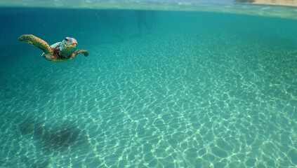 Fototapeta na wymiar a beautiful green turtle in the crystal clear waters of the caribbean sea