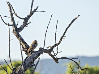 Little owl, Athene noctua perched on the tree.