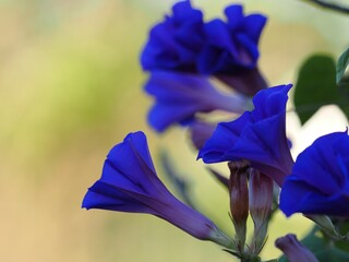 Closeup of Ipomoea nil, picotee morning glory.