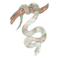 Watercolor drawing of a snake hanging from a branch. Tropical animals. Isolated on a white background.