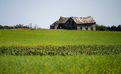 Fototapeta na wymiar Abandoned old farm house on a canola field in Alberta