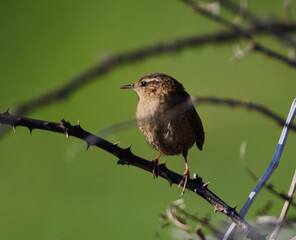 Eurasian wren branch sitting