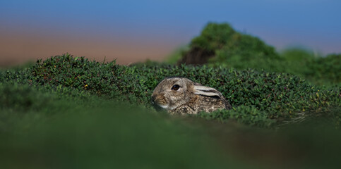 Rabbit in dark green grass
