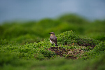 Northern wheatear looking at camera