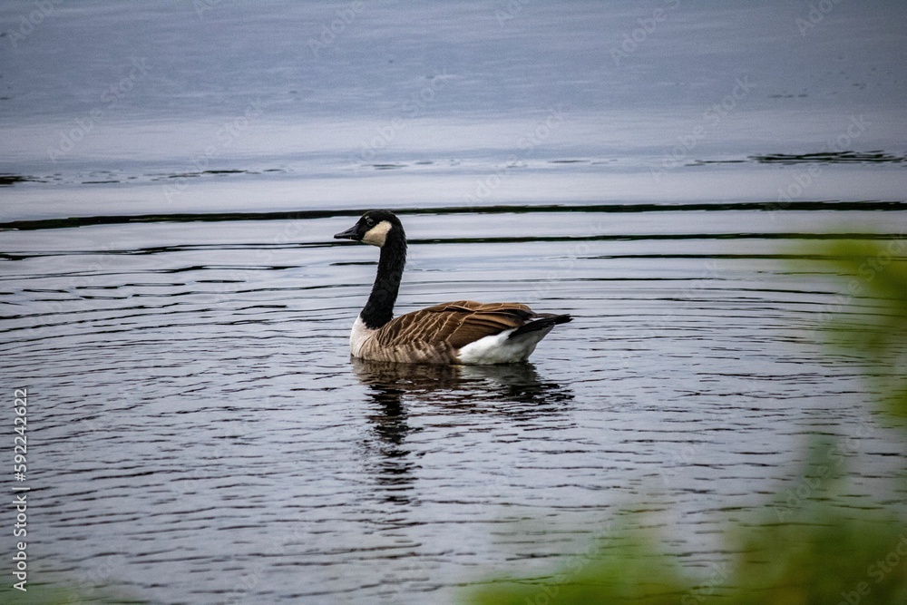 Poster Goose swimming on the lake water