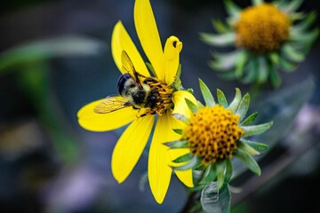 Closeup shot of a bumblebee pollinating a yellow daisy flower