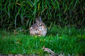 Closeup shot of a marsh rabbit (Sylvilagus palustris) on the grass
