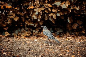 Closeup shot of an American robin (Turdus migratorius) walking on ground with fallen leaves