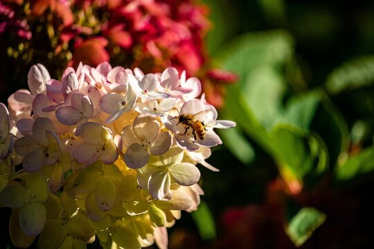 Closeup shot of a bee on a panicled hydrangea (Hydrangea paniculata)