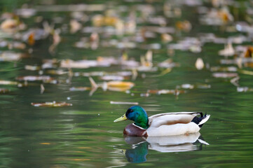 A male mallard swimming on a lake with reflection. Portrait orientation. Mallard (Anas...