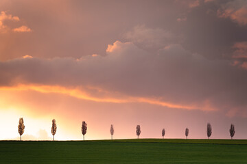 Obraz na płótnie Canvas Eine Baumreihe im Sonnenuntergang, wie in der Toskana, nur in Deutschland.