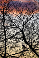 Bare branches of a tree with bird in silhouette against the sky and pink clouds. Portrait orientation. Evening view just before sunset.