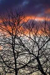 Obraz premium Bare branches of a tree in silhouette against pink clouds. Portrait orientation. Evening view just before sunset.