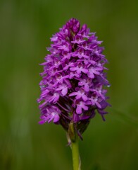 Violet flower in the garden with blurred background