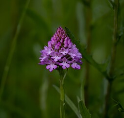 Violet flower in the garden with blurred background