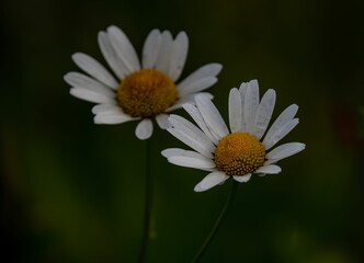 Obraz premium White daisy flower in the garden with blurred background