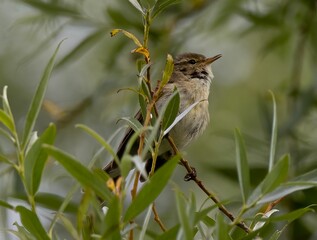 Brown sparrow bird perching on a twig