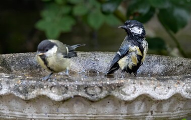 Small bird bathing on the bird bath