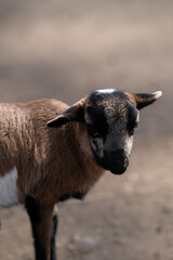 Obraz premium Ziegen