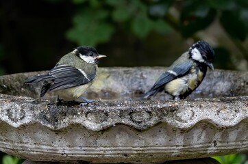 Small bird bathing on the bird bath