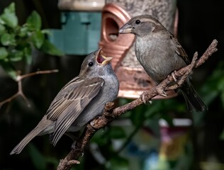 Brown sparrow bird sharing food while perching on a twig