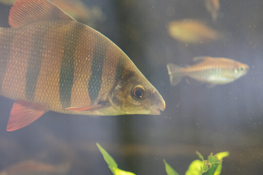 Fische im Aquarium