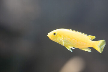 Fische im Aquarium