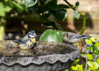 Small bird bathing on the bird bath