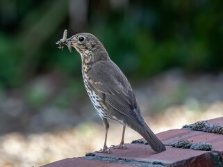 Song thrush bird with a worm on its beak