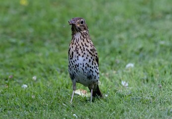 Song thrush bird with a worm on its beak