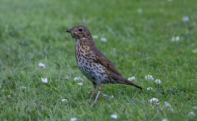 Song thrush bird with a worm on its beak