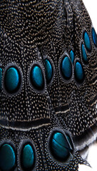 Close-up on Eyespots or ocellus on the Palawan peacock-pheasant feathers, Polyplectron napoleonis