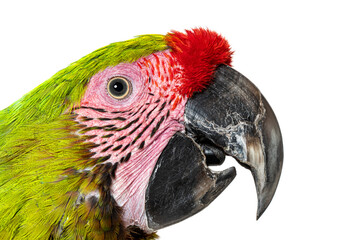 Close-up of a Great green macaw head shot, open beak, Ara ambiguus, Isolated on white