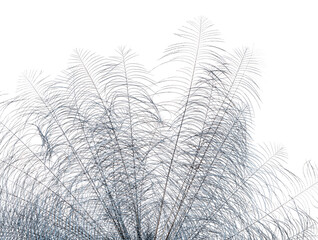 Close-up on Sclater's crowned pigeon feathers, Goura Sclaterii, isolated on white