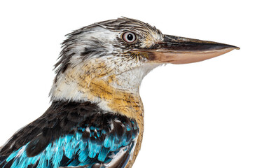 Profile Head shot of a blue-winged kookaburra blue, Dacelo leachii, isolated on white