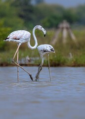 Beautiful view of flamingos in a lake on a sunny day