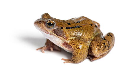 european common frog, Rana temporaria, Isolated on white