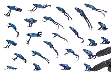 Arrangement of many photo of a Blue poison dart frog jumping , Dendrobates tinctorius azureus, isolated on white