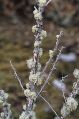 Selective focus of Rhus microphylla (Littleleaf sumac) plant
