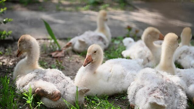 Close-up of a flock of young white geese resting in the countryside. Adorable babies. Breeding geese for meat. The concept of business farming. Home farm.The domestic goose sleeps sweetly in nature.4K