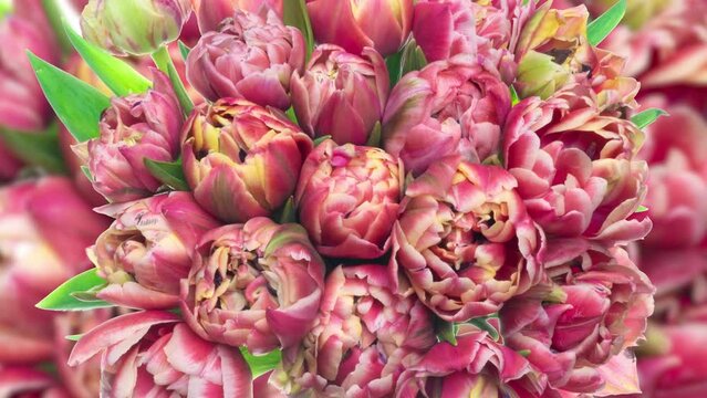 time lapse of flowering of a pink bouquet of tulips background, top view, macro shooting, close-up. Wedding backdrop, Valentine's Day, holiday, love, birthday design concept.