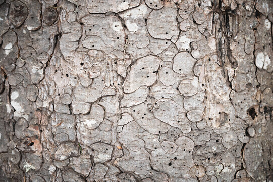 True Natural texture of pine bark. Pine background. Abstract texture and background for designers. Natural pattern. Organic abstract texture. Macro view of pine bark texture.