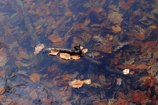 autumn leaves in the water, closeup of photo with soft focus
