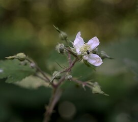 Closeup of a blossoming Rubus Occidentalis in a forest. Black raspberry.