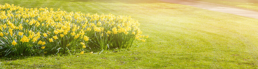 close up of narcissus flowers under sunlight - spring time flowers	